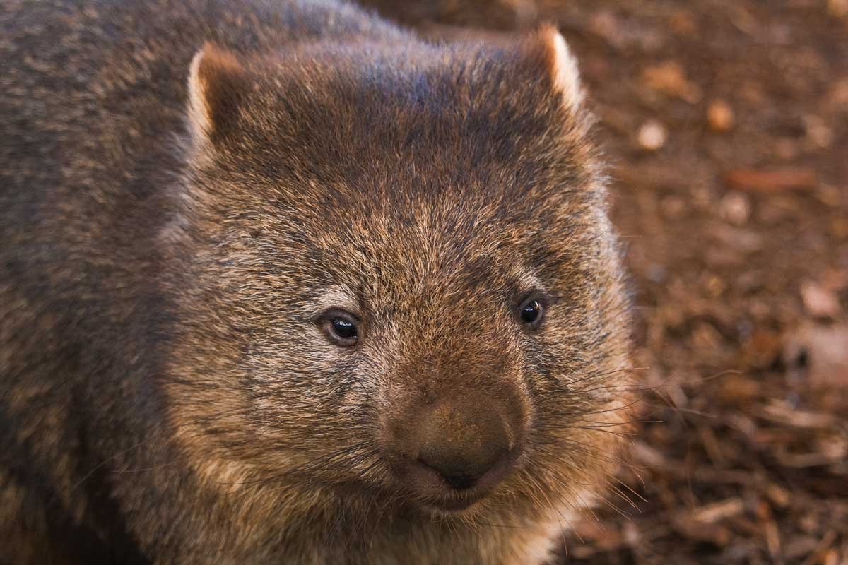 Everything You Need to Know About Wombats — Bonorong Wildlife Sanctuary