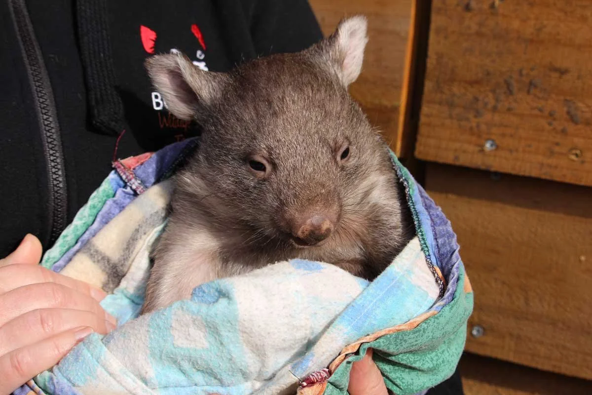 Everything You Need to Know About Wombats — Bonorong Wildlife Sanctuary