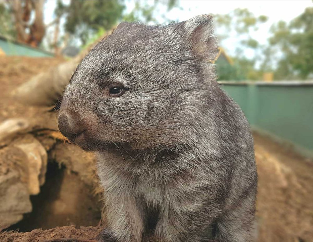 Everything You Need to Know About Wombats — Bonorong Wildlife Sanctuary