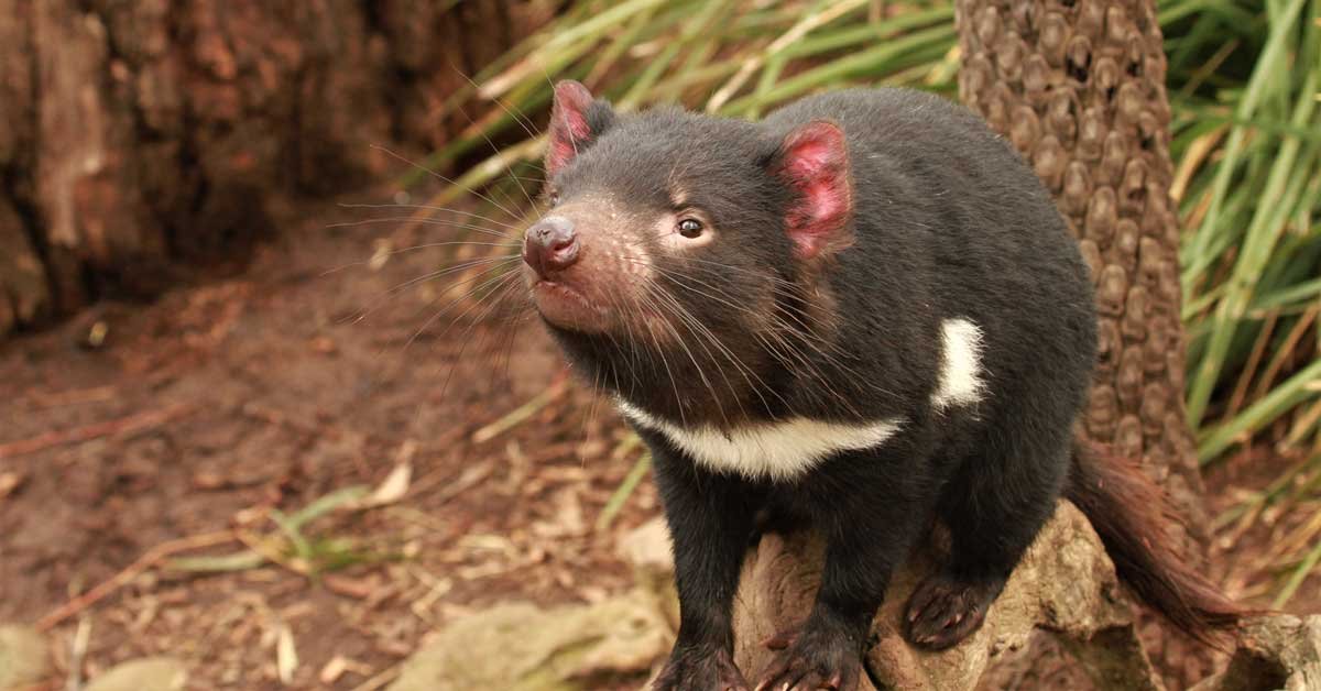 What Does a Tasmanian Devil Sound Like? 