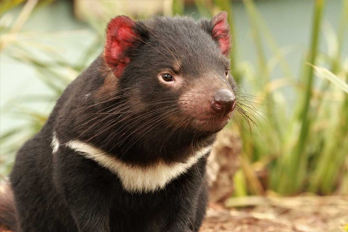 Tasmanian Devil facts: Shouting for Food