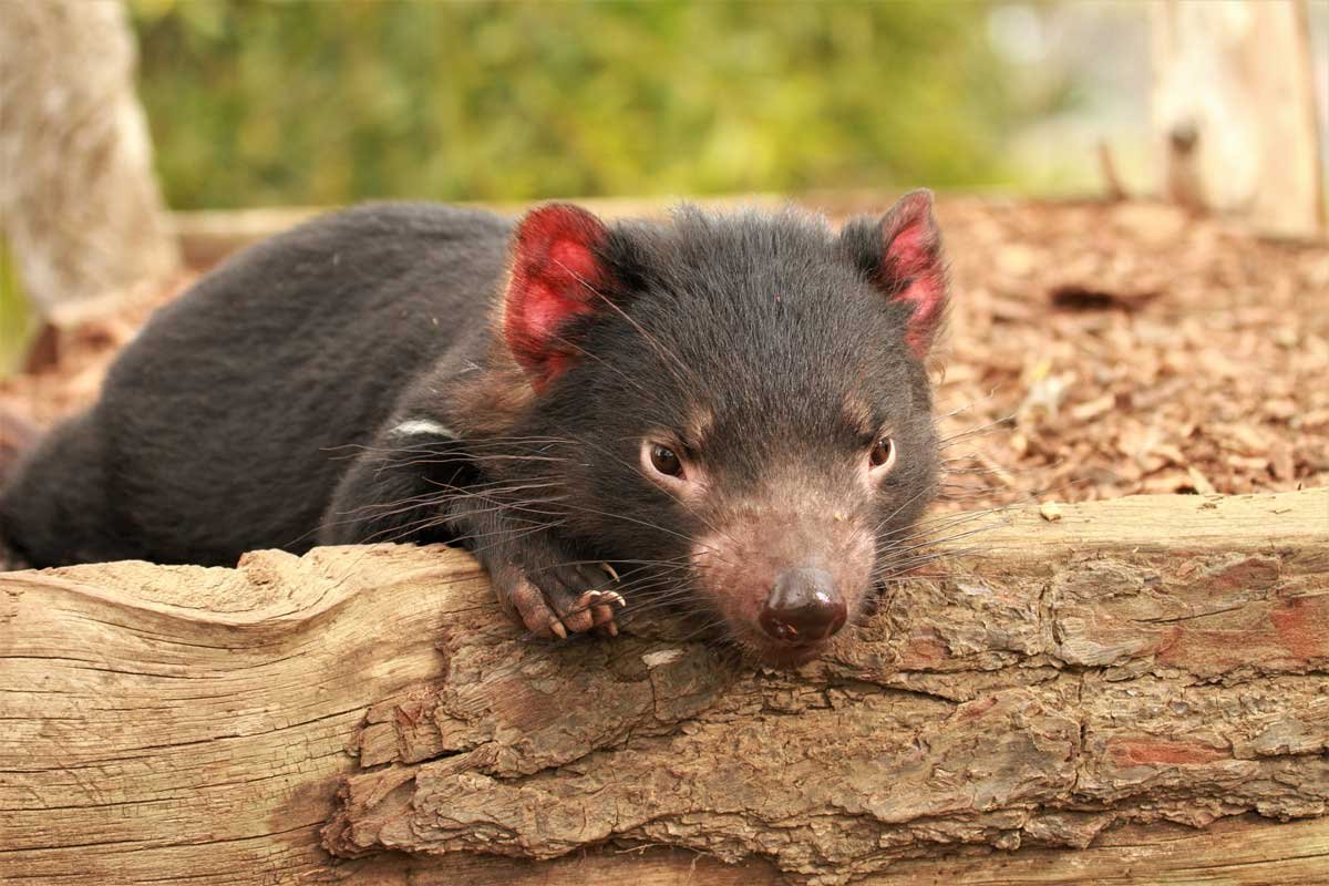 20 Amazing Facts about the Tasmanian Devil! — Bonorong Wildlife