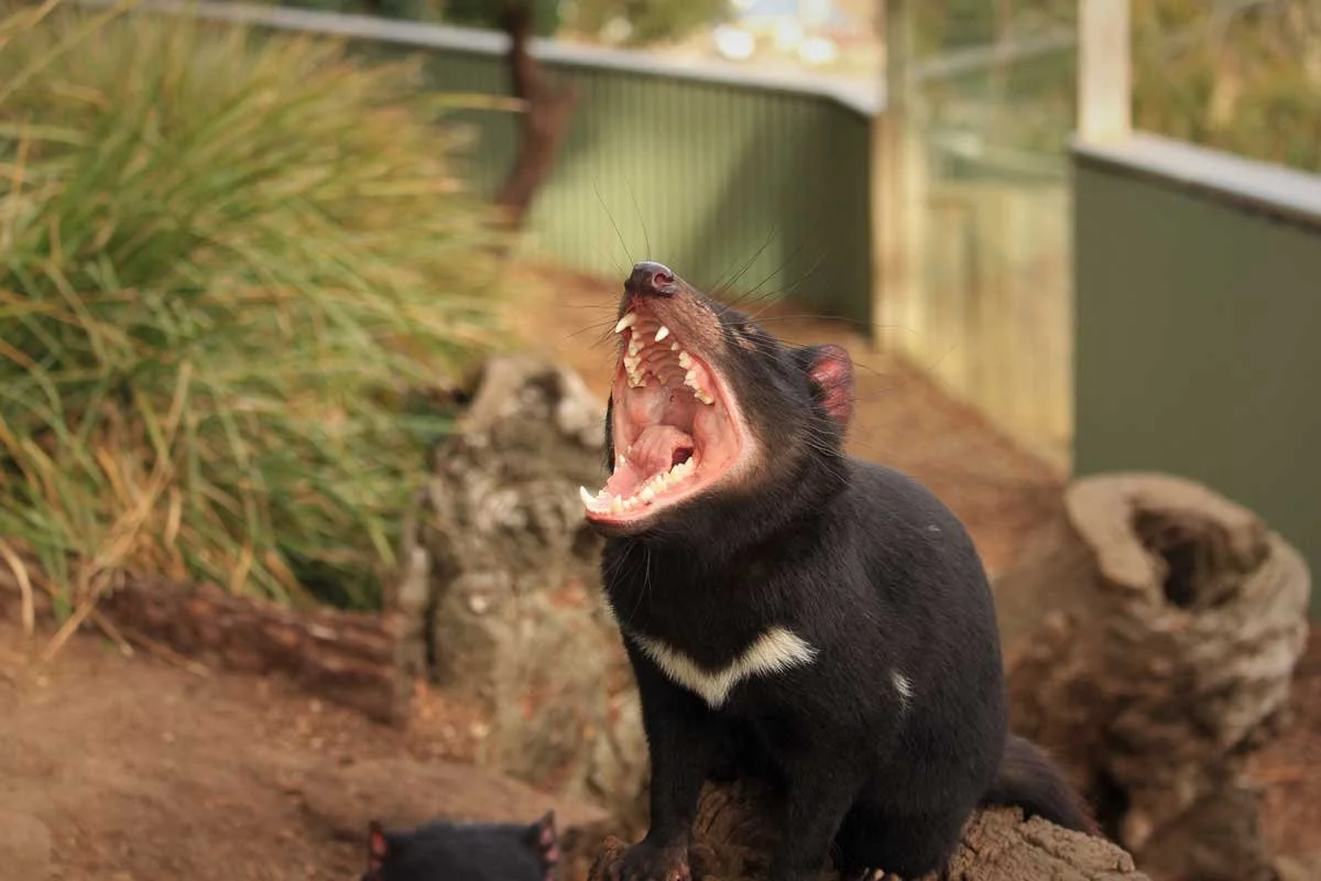 20 Amazing Facts about the Tasmanian Devil! — Bonorong Wildlife Sanctuary
