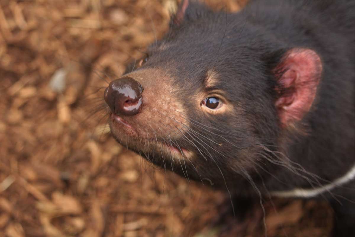 20 Amazing Facts about the Tasmanian Devil! — Bonorong Wildlife Sanctuary