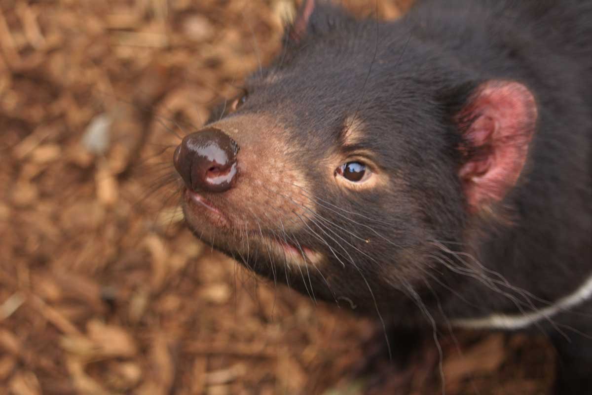 tasmanian devil newborn