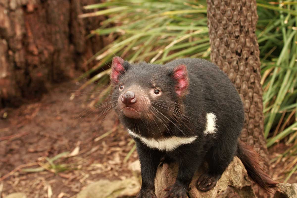 Tassie) Tasmanian Devil, Standard