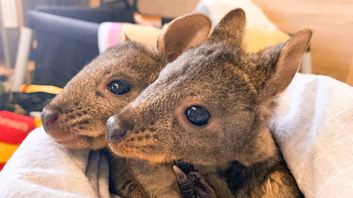The Complete Guide to Marsupials in Tasmania — Bonorong Wildlife Sanctuary