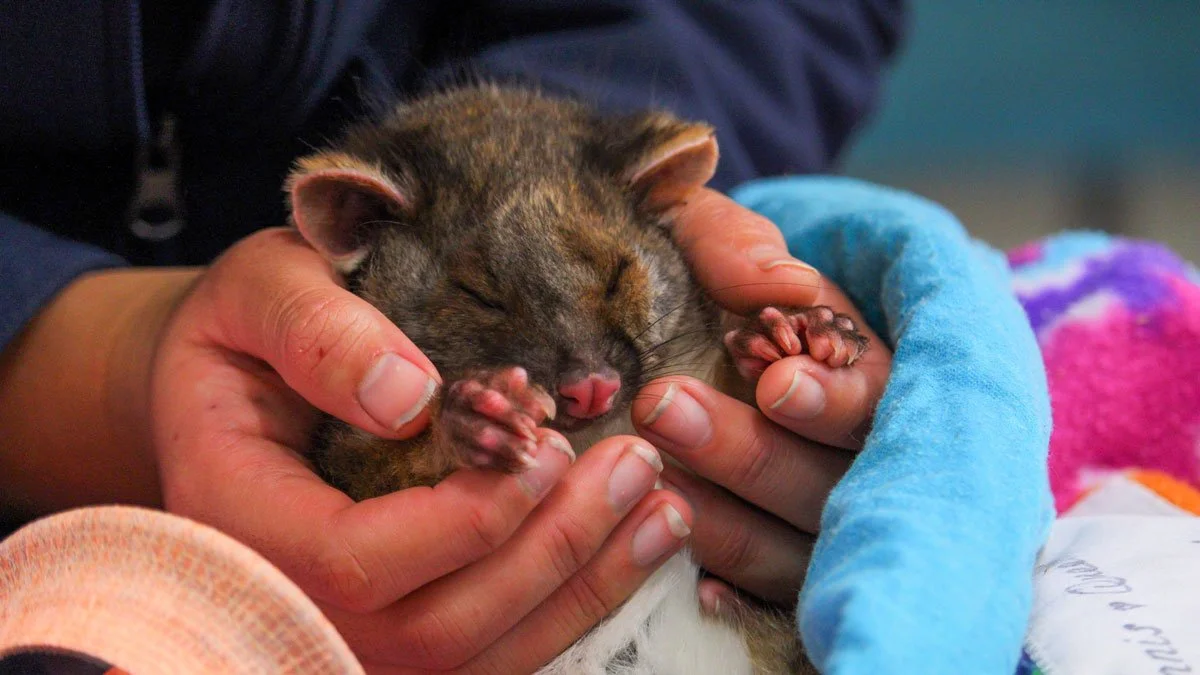 The Complete Guide to Marsupials in Tasmania — Bonorong Wildlife Sanctuary