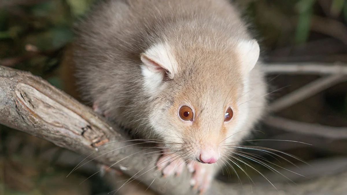 The Complete Guide to Marsupials in Tasmania — Bonorong Wildlife Sanctuary