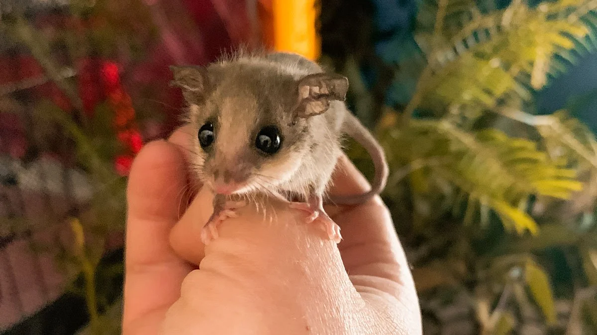 The Complete Guide to Marsupials in Tasmania — Bonorong Wildlife Sanctuary