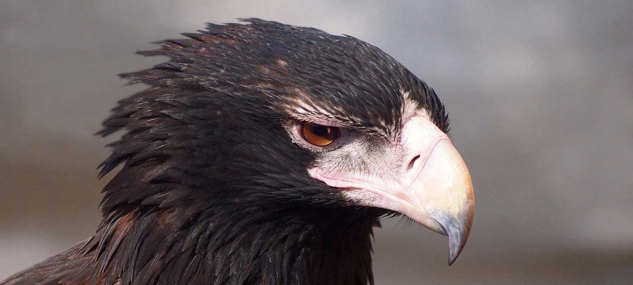 Birds of Prey Found in Tasmania — Bonorong Wildlife Sanctuary