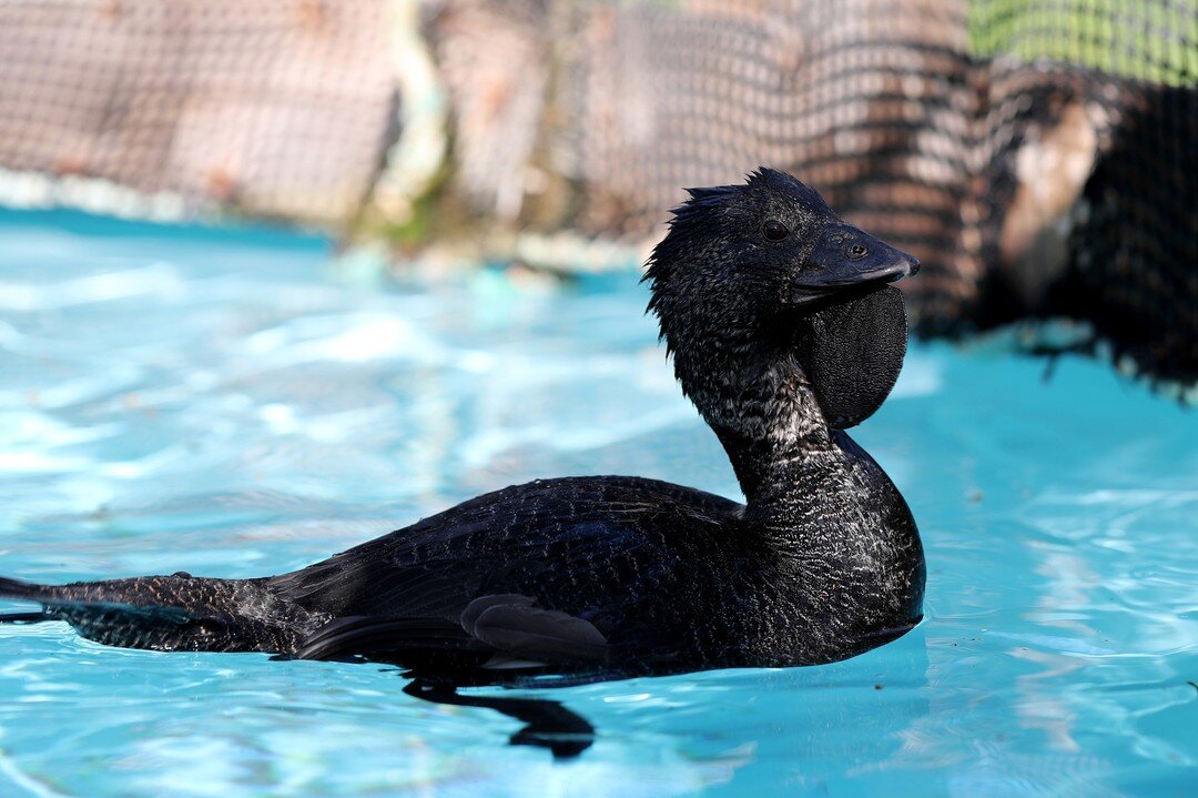 Meet Colby! We bet you&rsquo;ve never seen a duck quite as impressive as him? 😉

Colby is a Musk Duck, which is not a commonly seen species down our way, and we have actually never received a rescue call-out for this species before! 😅

Colby was ca