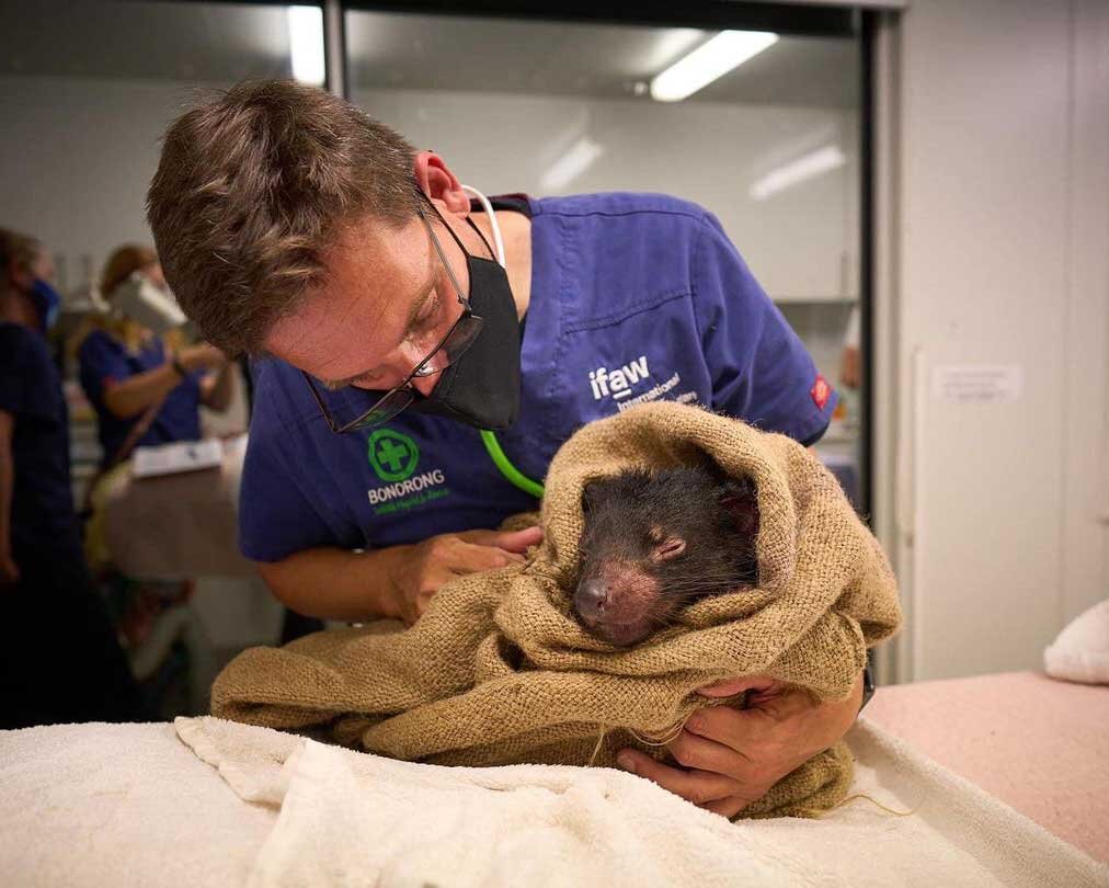 Sometimes even devils need a little TLC. This is one of our residents called &ldquo;Peter&rdquo; getting a health check up by our vet team 😇⁣
#tasmaniandevil #cute #wildlife #tasmania #wildlifeonearth #wildlifeconservation #wildlifelovers #wildlifeo