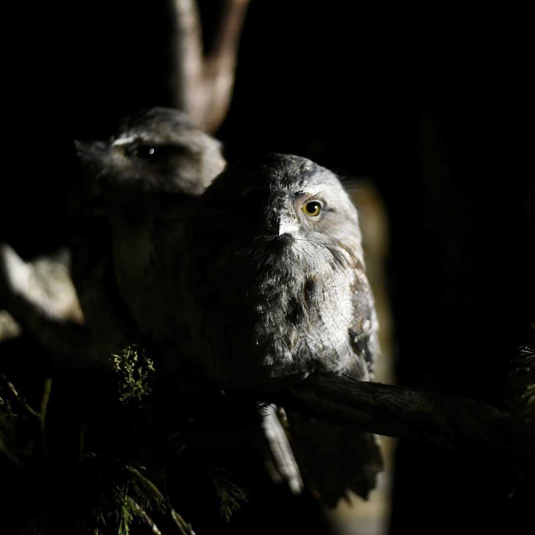 @paulyvella captured this great pic of our Tawny Frogmouths on the Bonorong night tour! Thanks for coming Paul, it was great to have you! 😁⁣
#tawnyfrogmouth #birdsofinstagram #birdstagram #birdphotography #bestbirdshots #australia #australiagram