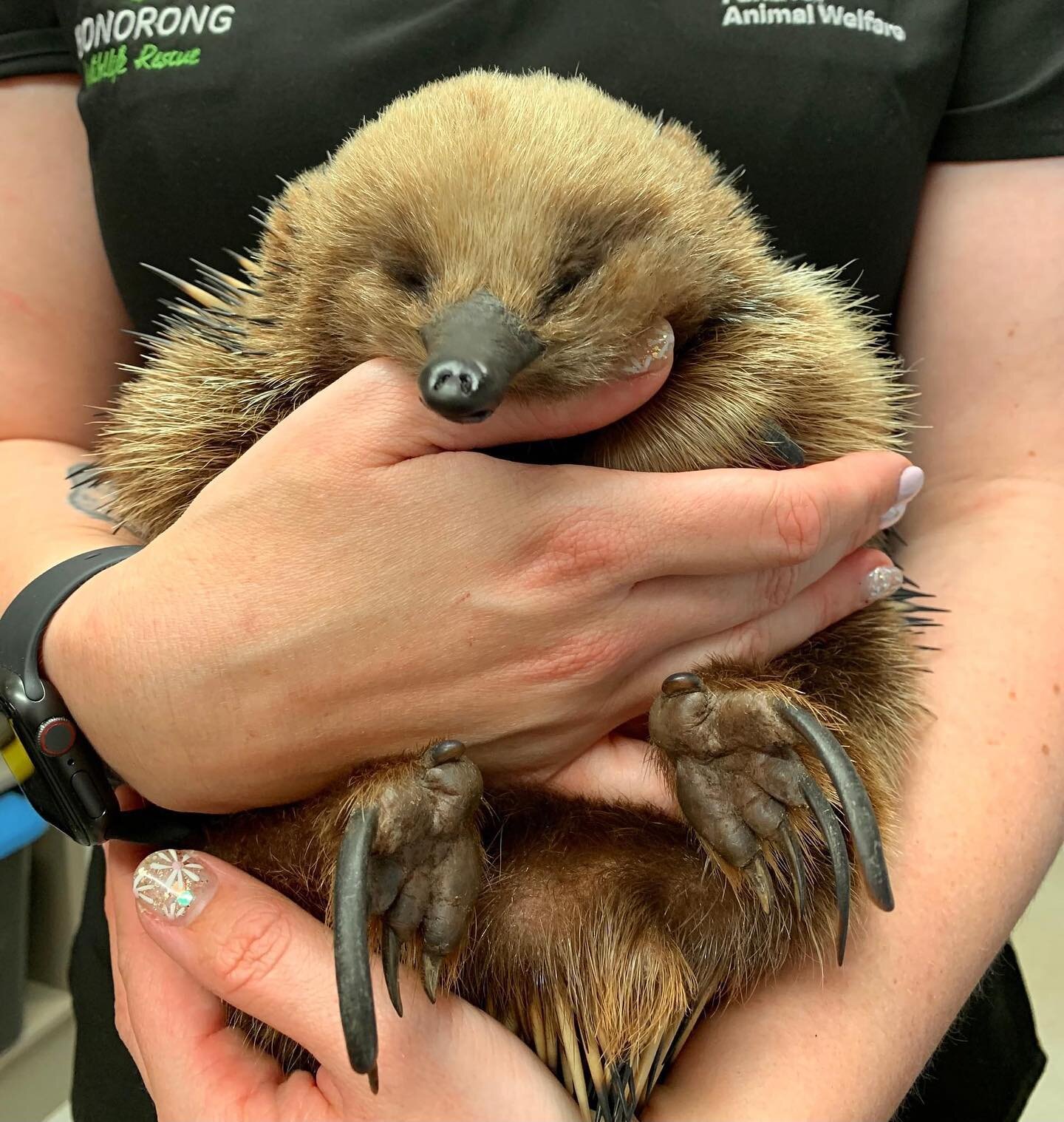 We have some very exciting news to share!! 🎉

We are thrilled to announce that we have received an incredible donation from the &ldquo;Friends of Bonorong&rdquo; group, who have purchased an Ultrasound for our Wildlife Hospital!! 😃

Having this pie