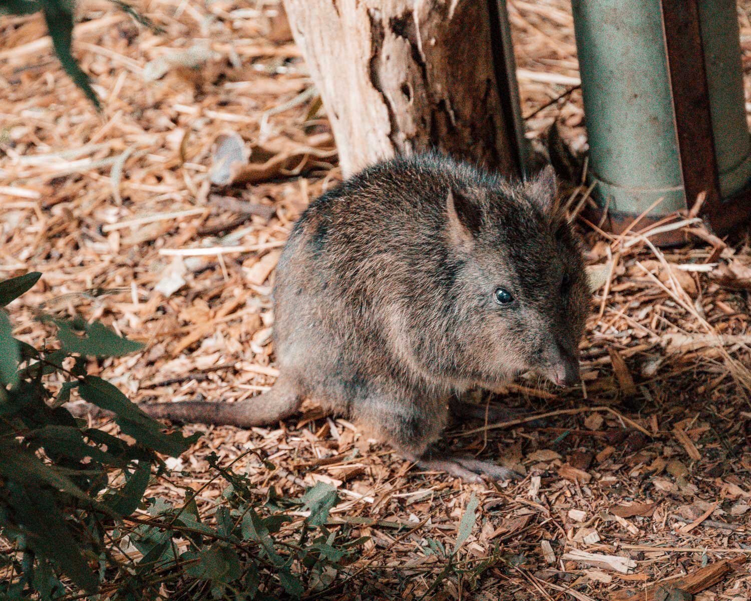 Have you met our little resident Long-nosed Potoroo? His name is &lsquo;Cotchin&rsquo; and he is 9 years old &amp; loves snacking on banana 💕⁣
📸@theonehitwander⁣
#potoroo #marsupial #hobartandbeyond #tasmaniagram #discoveraustralia #exploretasmania