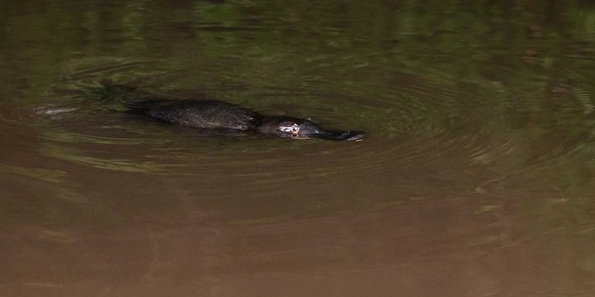 10 Best Places to see Platypus in Tasmania — Bonorong Wildlife Sanctuary