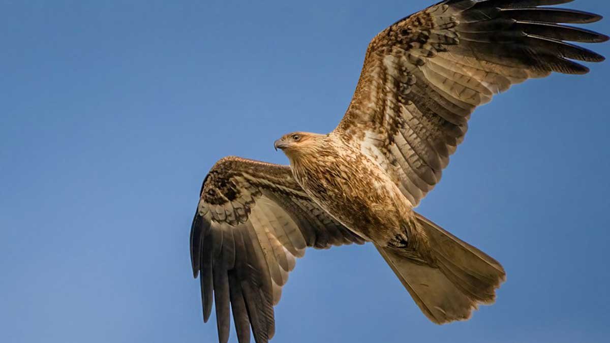 Birds of Prey Found in Tasmania — Bonorong Wildlife Sanctuary