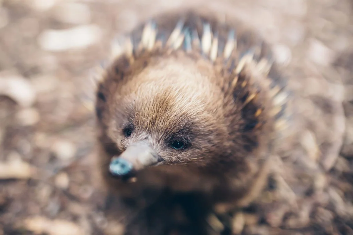 Species Spotlight Tasmanian Shortbeaked Echidna — Bonorong Wildlife
