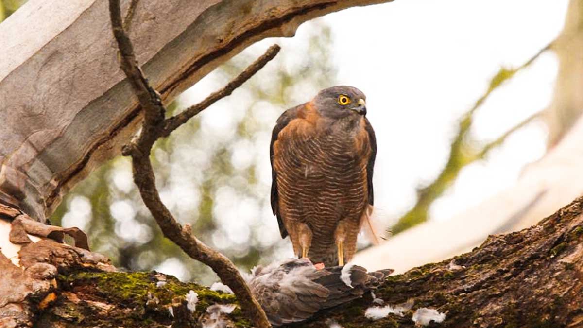 Birds of Prey Found in Tasmania — Bonorong Wildlife Sanctuary