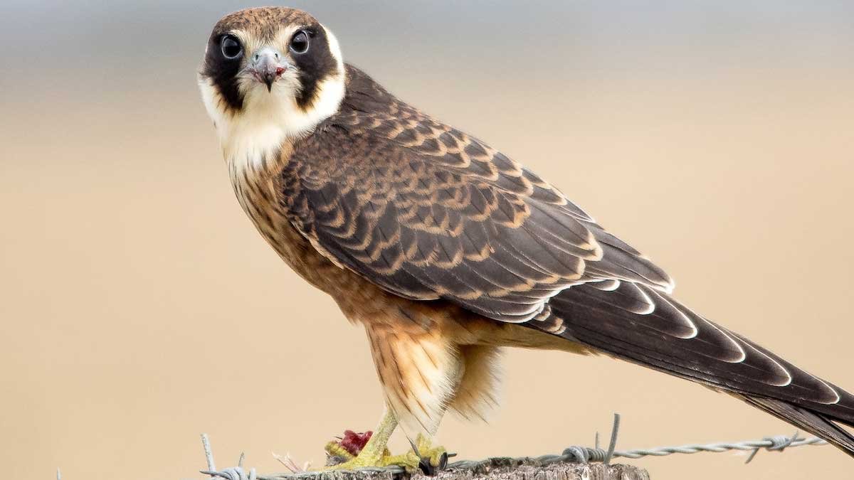 Birds of Prey Found in Tasmania — Bonorong Wildlife Sanctuary