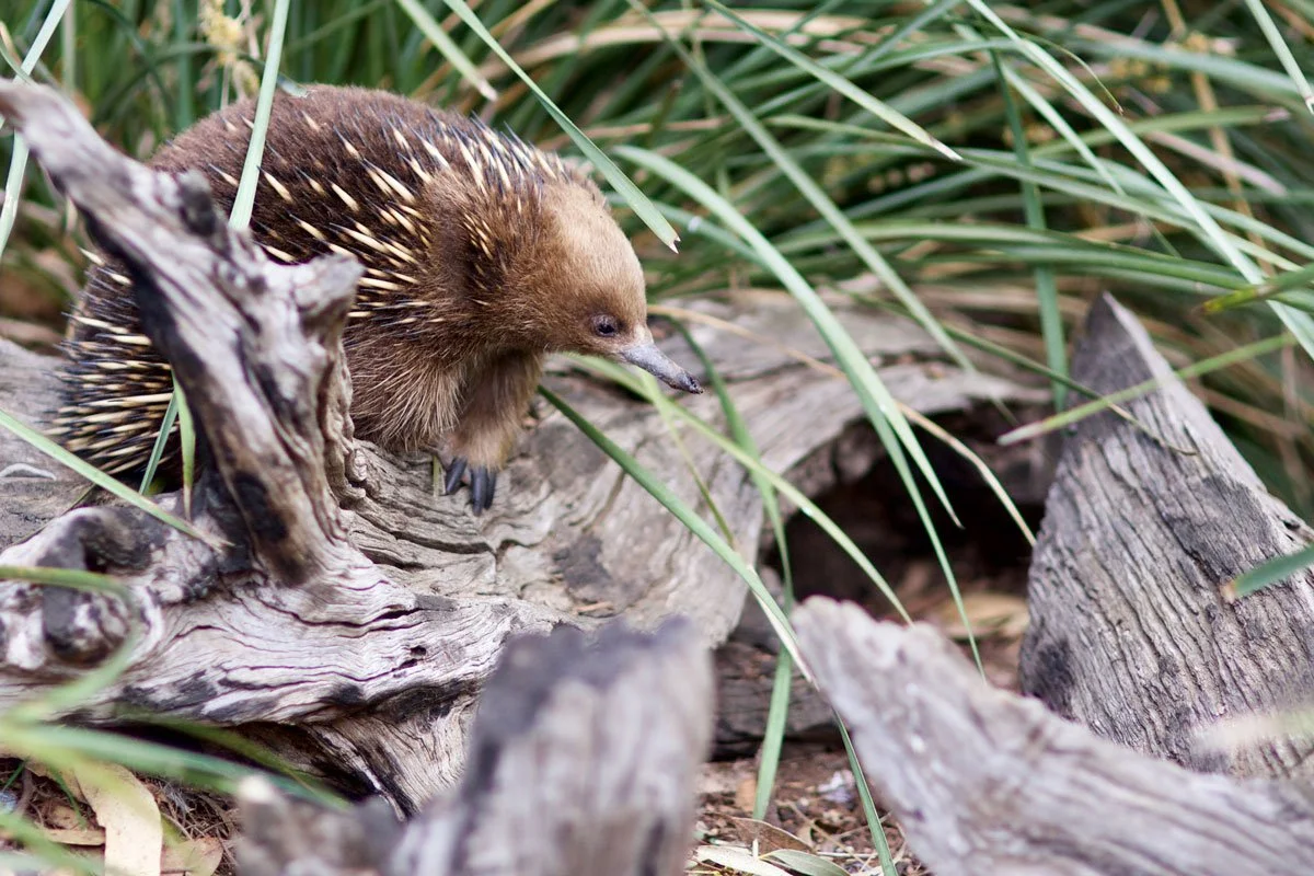 Species Spotlight Tasmanian Shortbeaked Echidna — Bonorong Wildlife