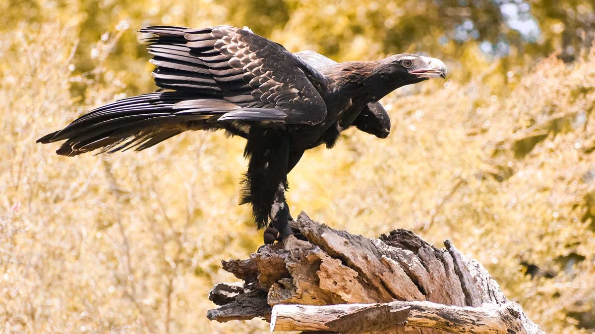 Birds of Prey Found in Tasmania — Bonorong Wildlife Sanctuary