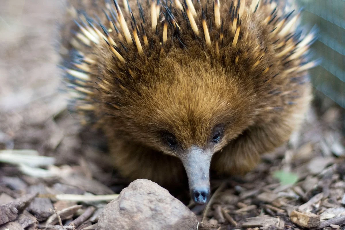 Species Spotlight Tasmanian Shortbeaked Echidna — Bonorong Wildlife