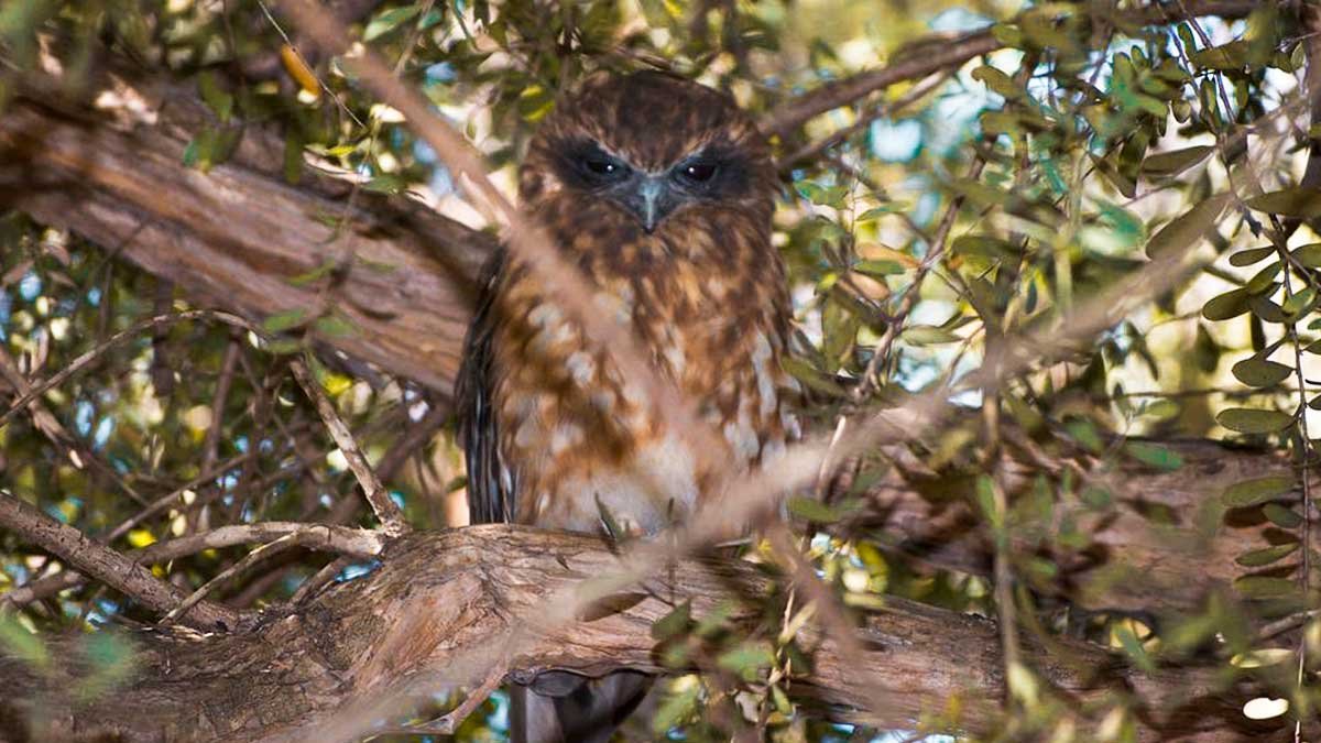Birds of Prey Found in Tasmania — Bonorong Wildlife Sanctuary