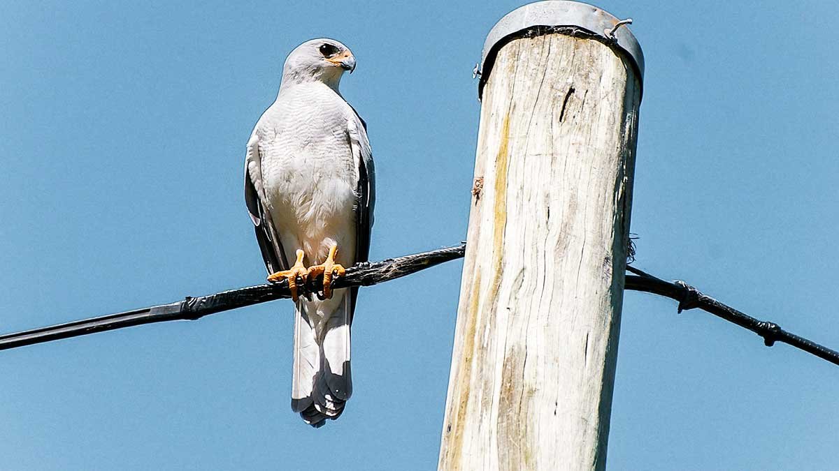 Birds of Prey Found in Tasmania — Bonorong Wildlife Sanctuary