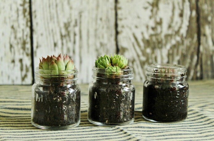 Mason-jar-spice-containers-succulent-planters-Knick-of-Time.jpeg