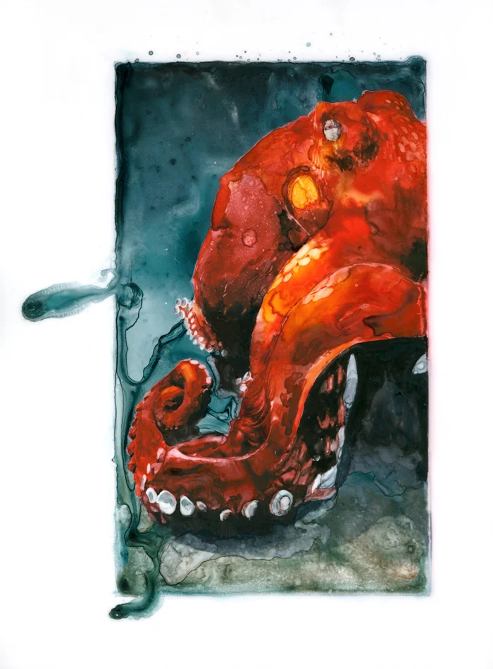 octopus3.jpg