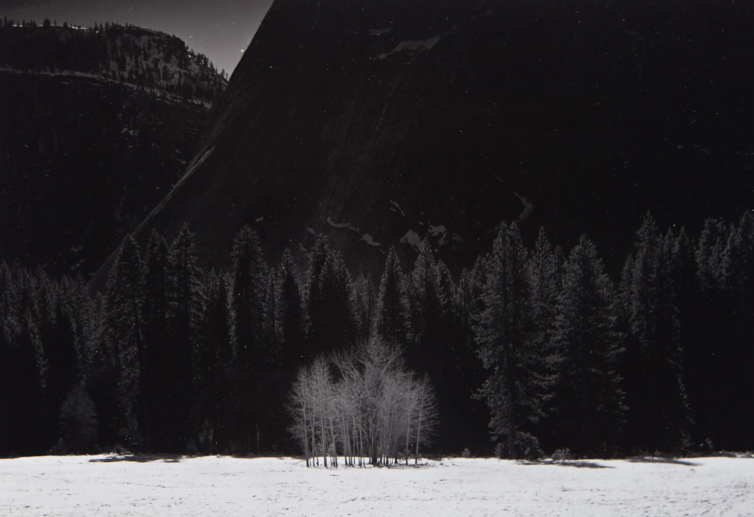 Trees In Snow, Yosemite