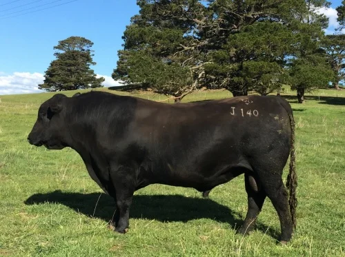 Hazeldean Jaipur J140