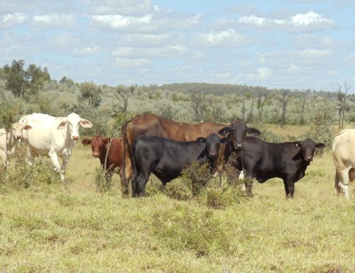 Calves by Hazeldean Senegus bulls at Kim Lansdownes property 'Southernwood' near Emerald, Queensland - they have benefited from a significant lift in fertility & conception rates.