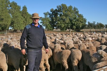 Pictured: Michael Field , TA Field Estates, with some of his Hazeldean blood sheep at Wyvern, Carrathool