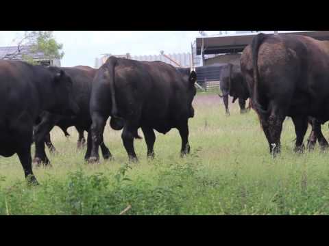 Hazeldean Rockhampton Sale 2016