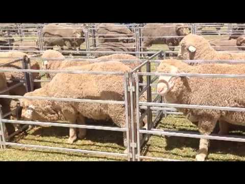 Prof. Andrew Vizard - The Mackinnon Project, University of Melbourne- Full interview