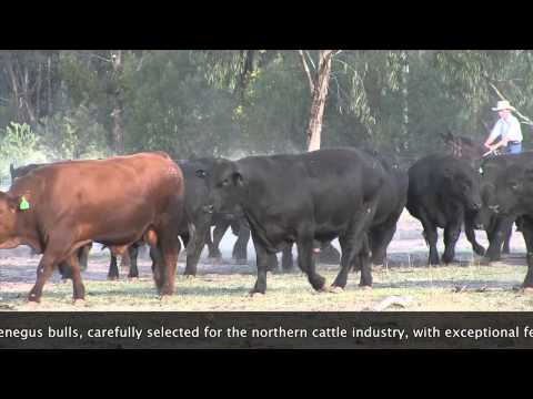 Hazeldean Northern Performance Bull Sale Preview 2013