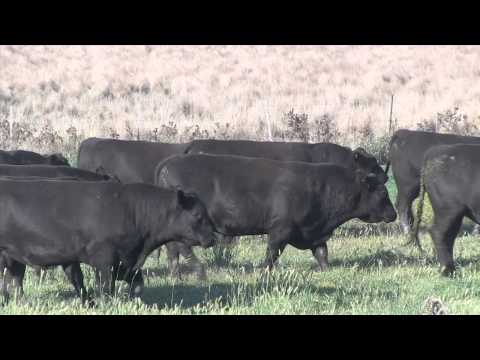 Hazeldean Autumn 2013 Bull Sale