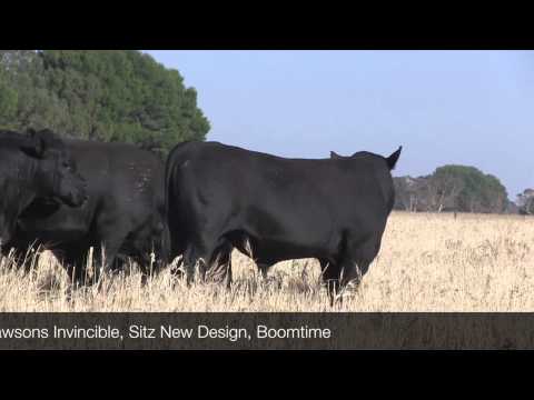 Hazeldean SA 2013 Bull Preview