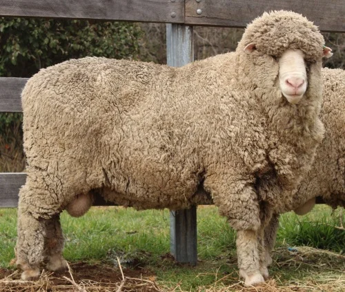 Hazeldean Merinos Monaro Ram Sale 2017