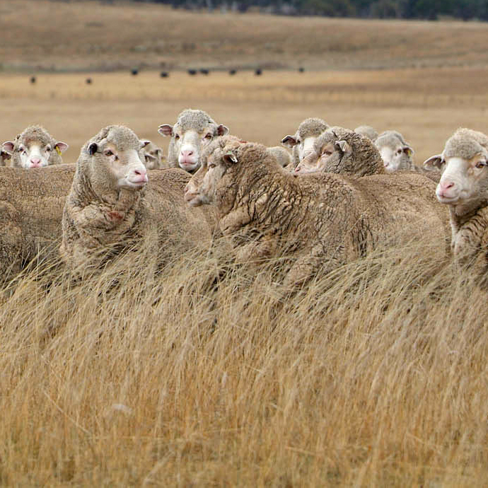 INCREASE FLEECE WEIGHT WITHOUT LOSING WOOL QUALITY