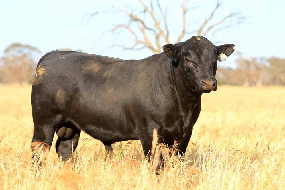 Hazeldean Northern Performance Angus Bull Sale 2021
