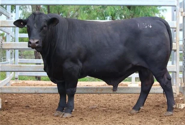 Hazeldean SK34