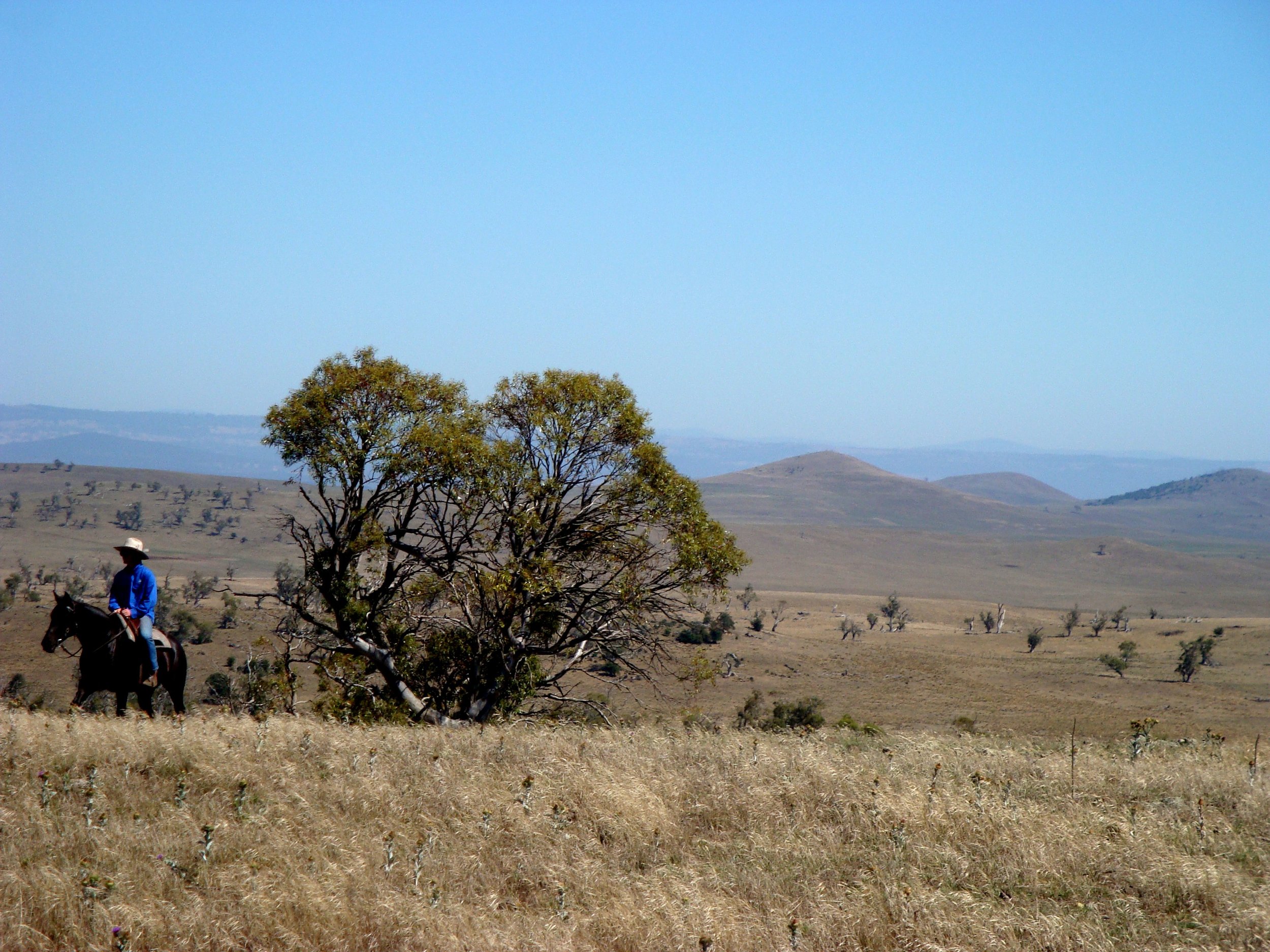 Myalla landscape (10).jpg