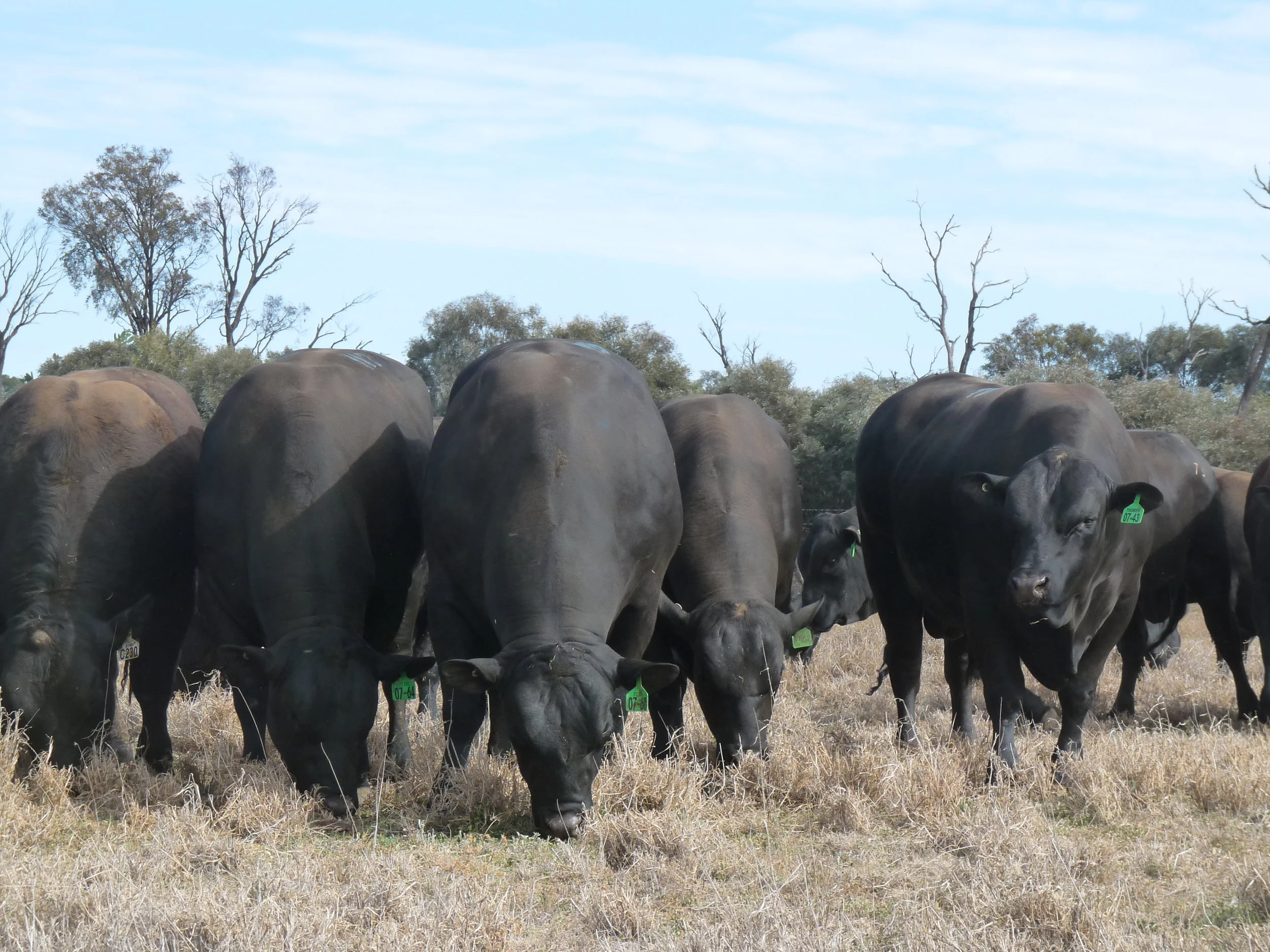 Hazeldean North Queensland Bull Sale, Gracemere, 2018