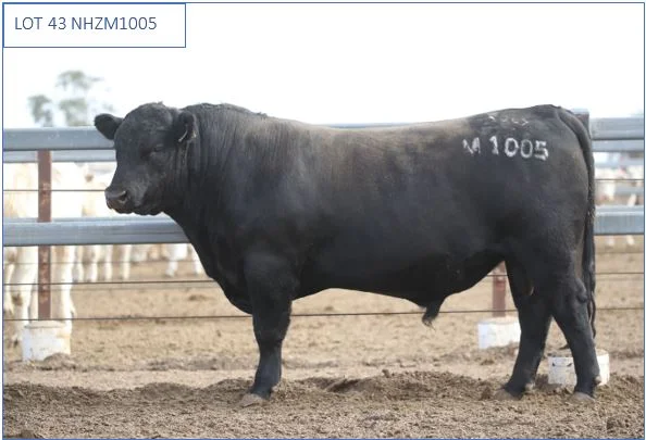 lot43.JPG