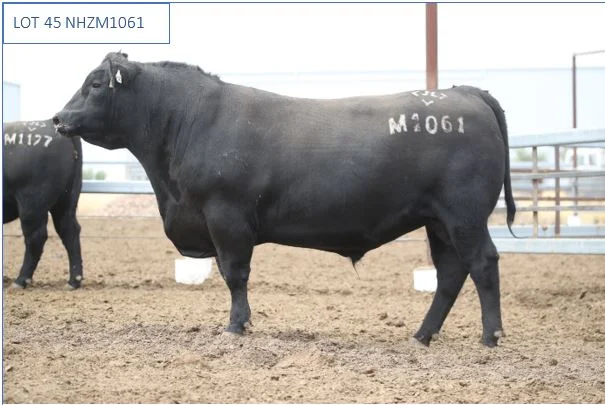 lot45.JPG