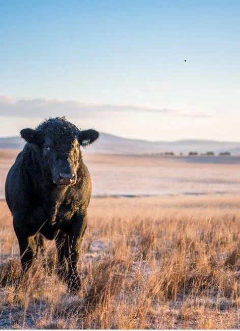 Hazeldean Spring Bull Sale 2019